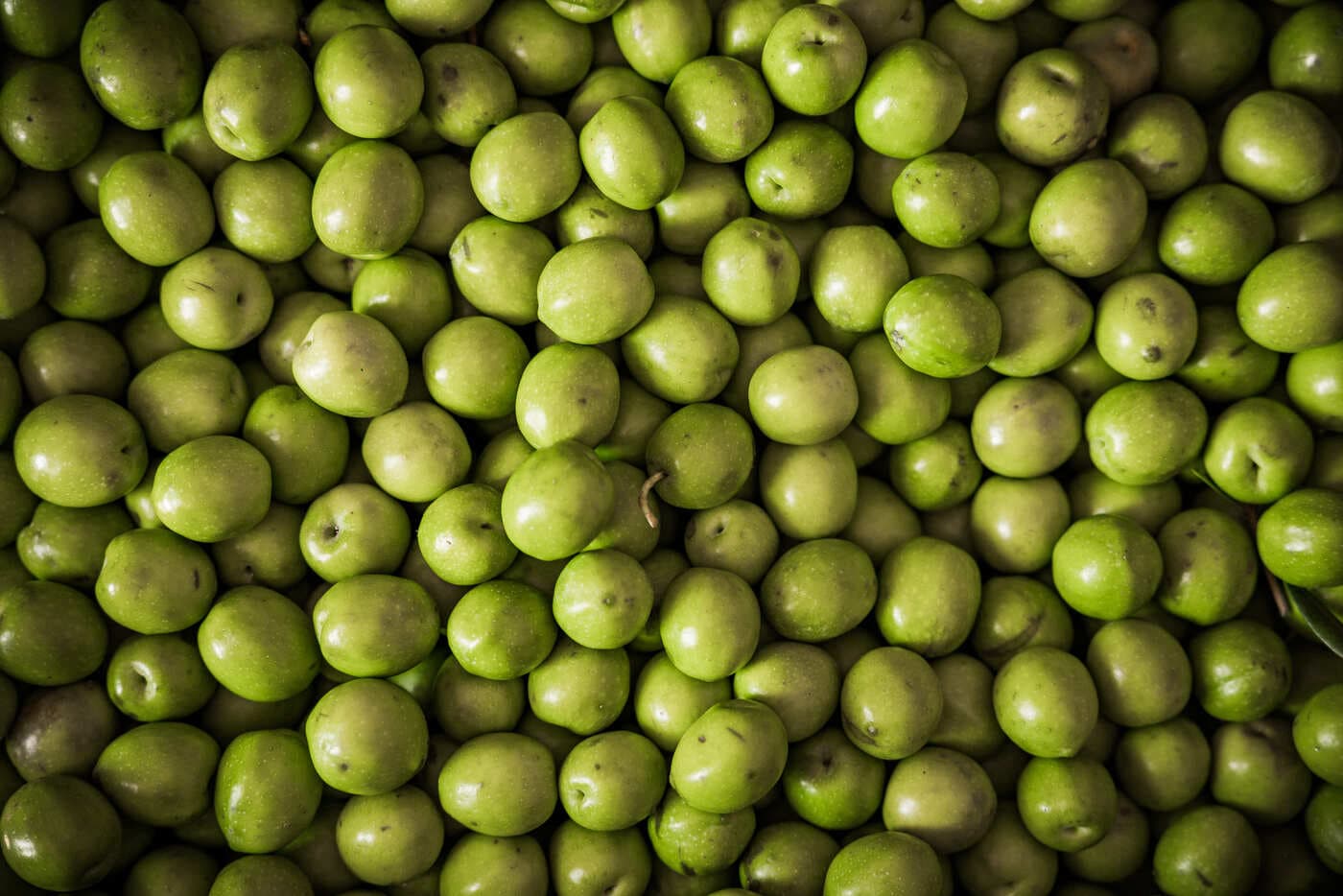 Olive Nocellara del Belice